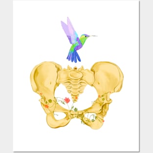 Bones of female pelvis with hummingbird in watercolor Posters and Art